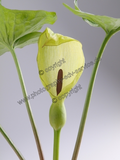 Arum maculatum (Gefleckter Aronstab)