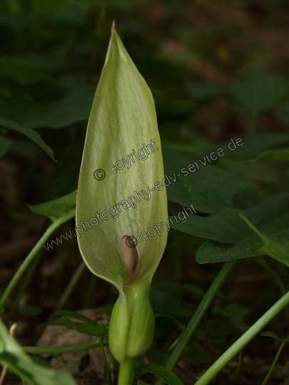 Arum maculatum (Gefleckter Aronstab)