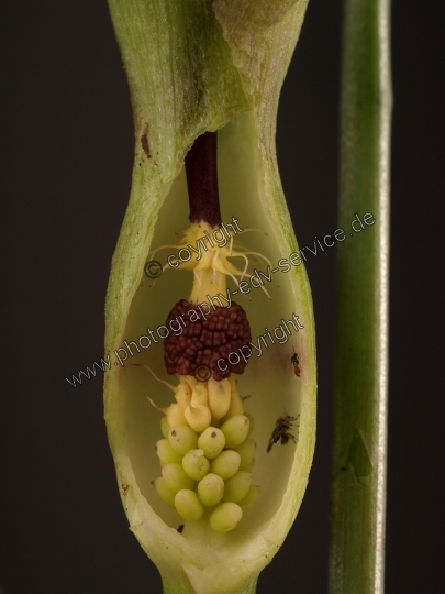 Arum maculatum (Gefleckter Aronstab)