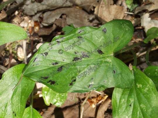 Arum maculatum (Gefleckter Aronstab)