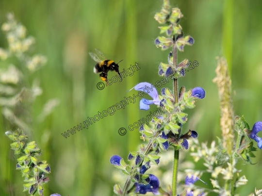 Bombus terrestris (Dunkle Erhummel) an Wiesensalbei