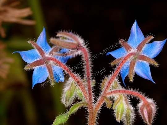 Borago officinalis (Borretsch)