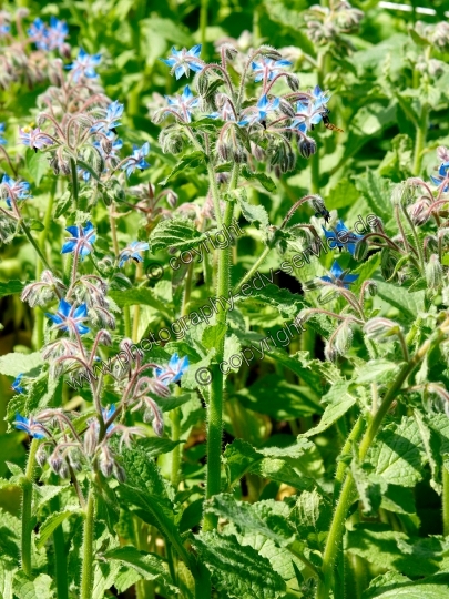 Borago officinalis (Borretsch)