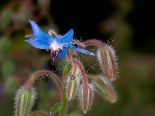 Borago officinalis (Borretsch)