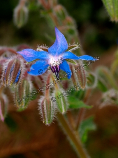 Borago officinalis (Borretsch)