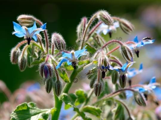 Borago officinalis (Borretsch)