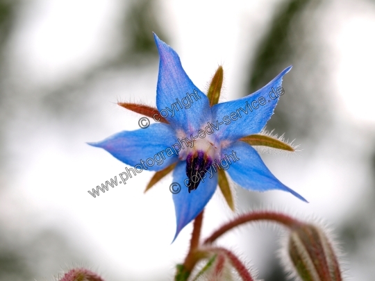 Borago officinalis (Borretsch)