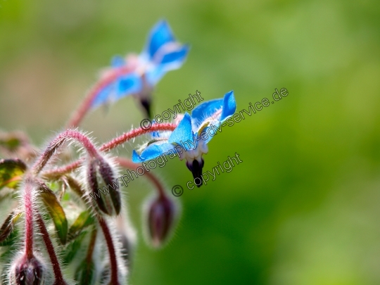 Borago officinalis (Borretsch)