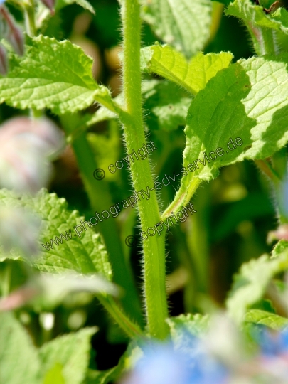 Borago officinalis (Borretsch)