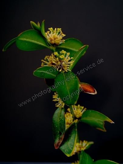 Buxus sempervirens (Gewöhnliche Buchsbaum)