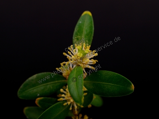 Buxus sempervirens (Gewöhnliche Buchsbaum)