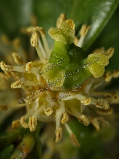 Buxus sempervirens (Gewöhnliche Buchsbaum)