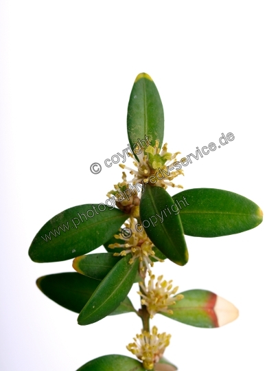 Buxus sempervirens (Gewöhnliche Buchsbaum)