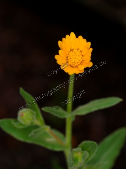 Calendula officinalis (Ringelblume)