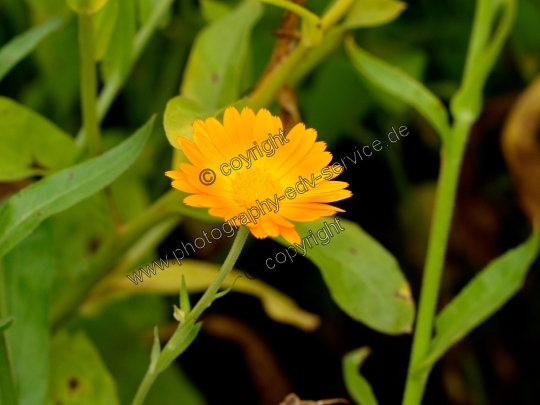 Calendula officinalis (Ringelblume)