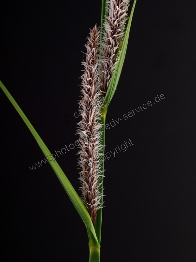 Carex flacca (Blaugrüne Segge) 