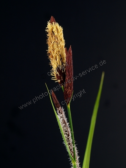 Carex flacca (Blaugrüne Segge) 