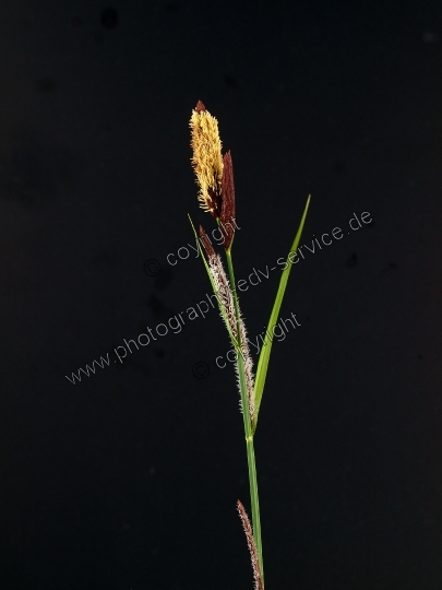 Carex flacca (Blaugrüne Segge) 