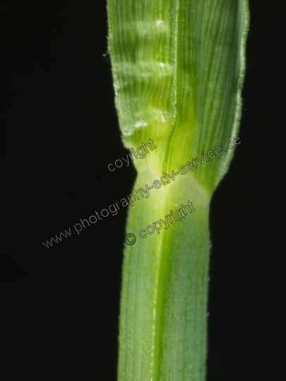 Carex flacca (Blaugrüne Segge) 