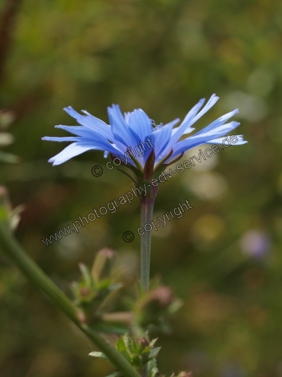 Cichorium intybus (Gewöhnliche Wegwarte)