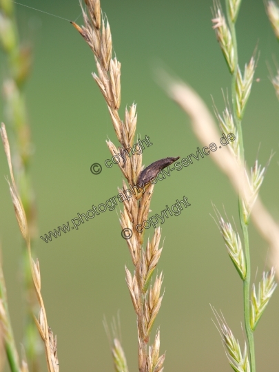 Claviceps purpurea (Mutterkornpilz)