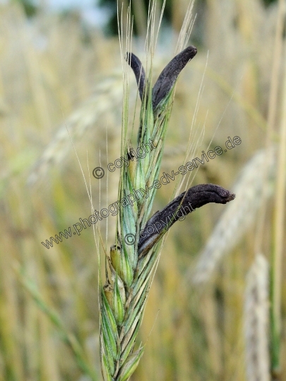 Claviceps purpurea (Mutterkornpilz)