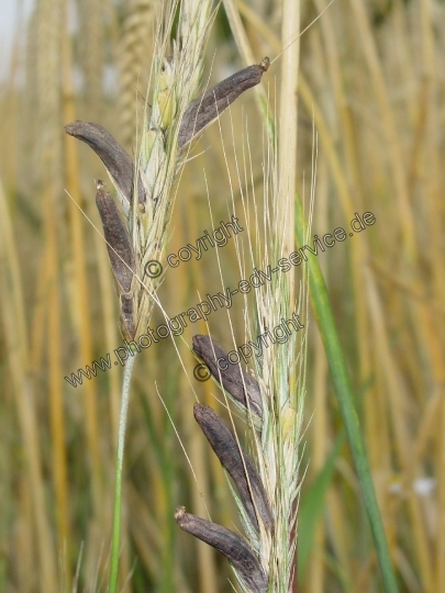 Claviceps purpurea (Mutterkornpilz)