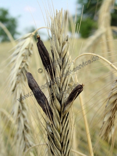 Claviceps purpurea (Mutterkornpilz)