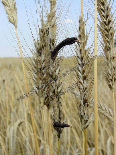 Claviceps purpurea (Mutterkornpilz)