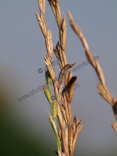 Claviceps purpurea (Mutterkornpilz)