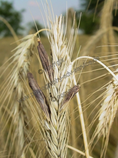 Claviceps purpurea (Mutterkornpilz)