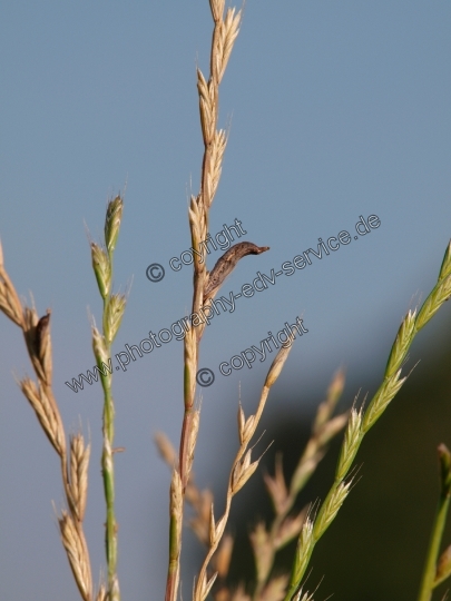 Claviceps purpurea (Mutterkornpilz)