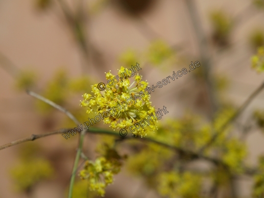 Cornus mas (Kornelkirsche)