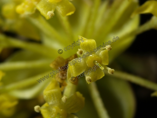 Cornus mas (Kornelkirsche)