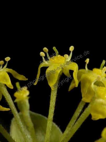 Cornus mas (Kornelkirsche)