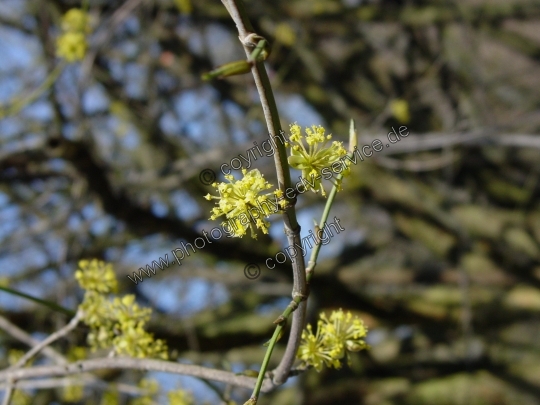 Cornus mas (Kornelkirsche)