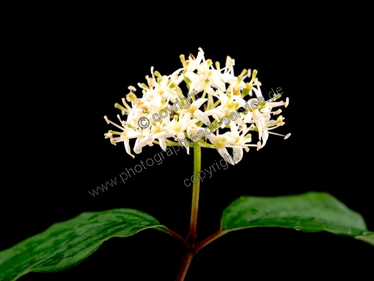 Cornus sanguinea (Rote Hartriegel)