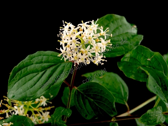 Cornus sanguinea (Rote Hartriegel)