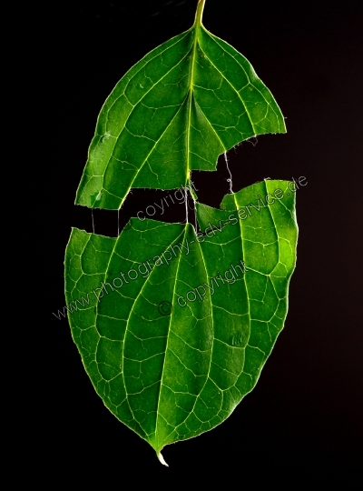 Cornus sanguinea (Rote Hartriegel)