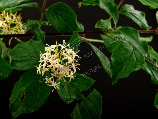 Cornus sanguinea (Rote Hartriegel)