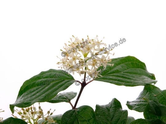 Cornus sanguinea (Rote Hartriegel)