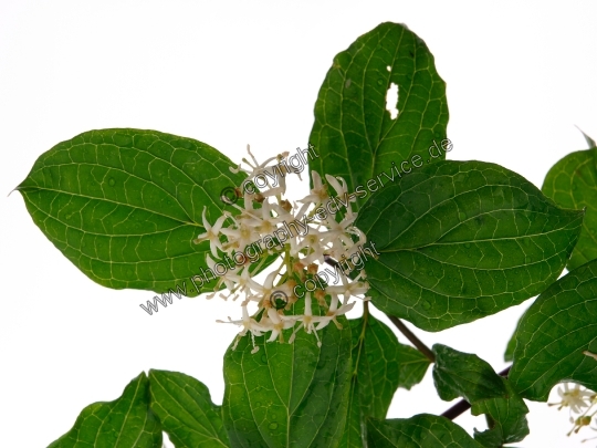 Cornus sanguinea (Rote Hartriegel)