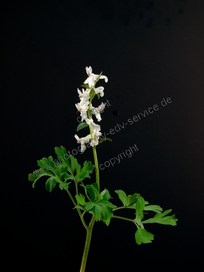 Corydalis cava (Hohle Lerchensporn)