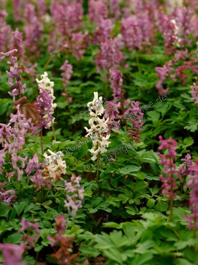 Corydalis cava (Hohle Lerchensporn)