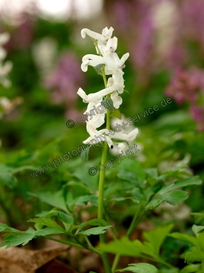 Corydalis cava (Hohle Lerchensporn)