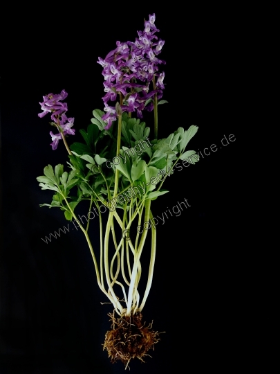 Corydalis cava (Hohle Lerchensporn)