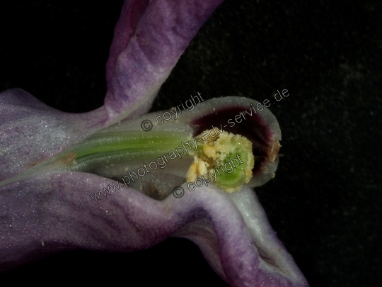 Corydalis cava (Hohle Lerchensporn)