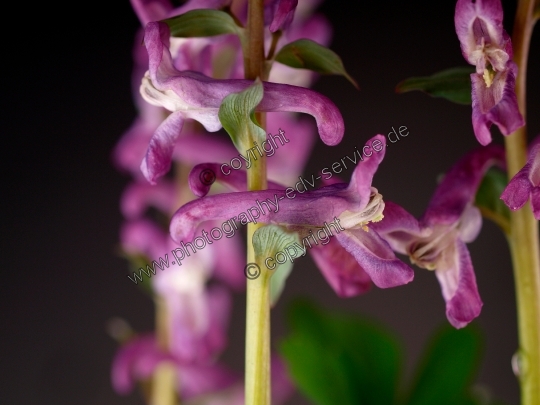 Corydalis cava (Hohle Lerchensporn)