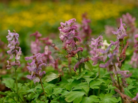 Corydalis cava (Hohle Lerchensporn)