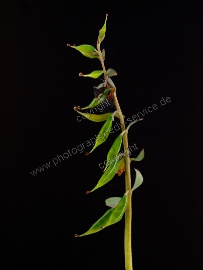 Corydalis cava (Hohle Lerchensporn)